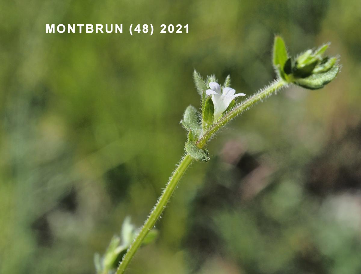 Bellflower, Annual plant